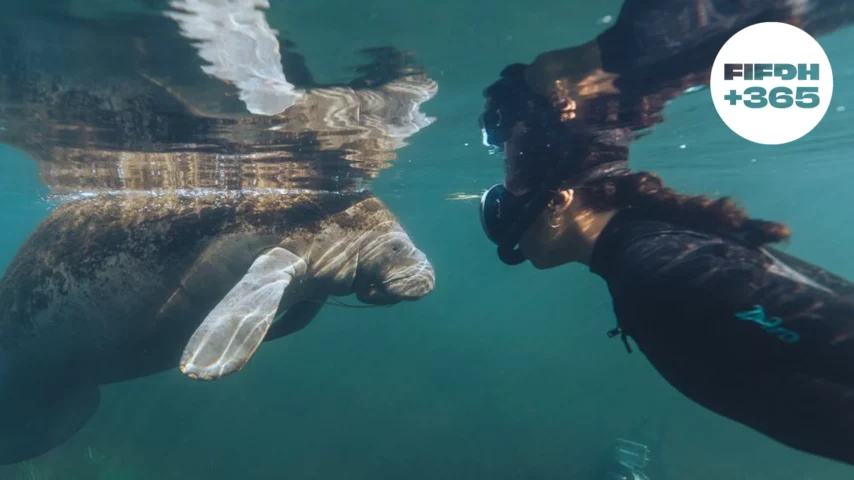 Une femme en combinaison de plongée se trouve près d'un lamantin dans l'eau.