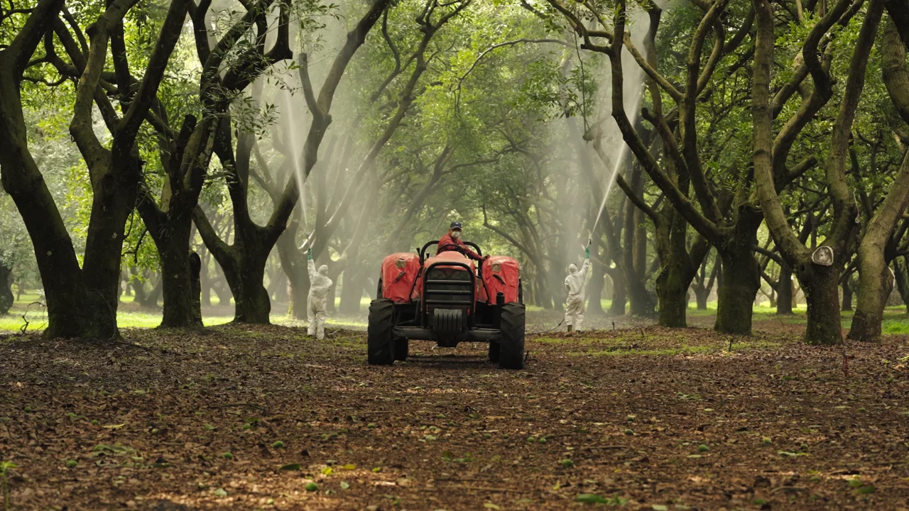 Image du film Green Gold - FIFDH 2026