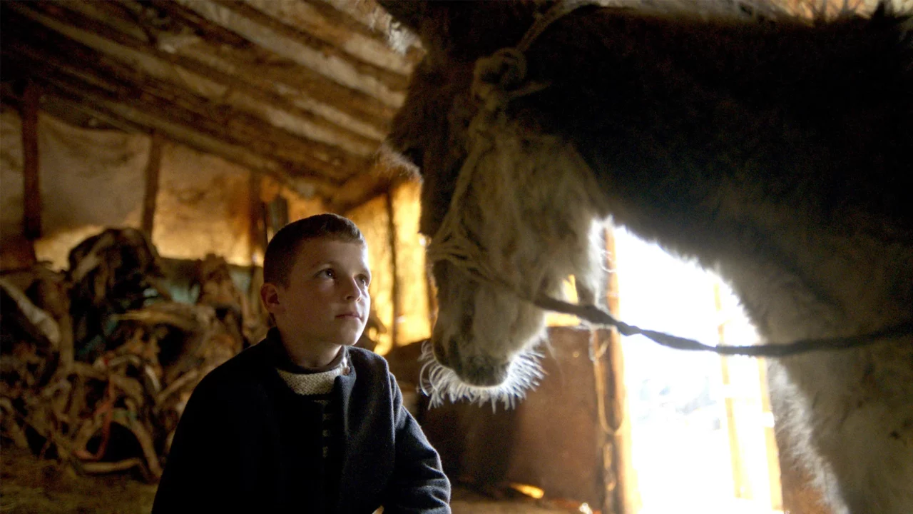 Image du film The Beauty of the Donkey - FIFDH 2026